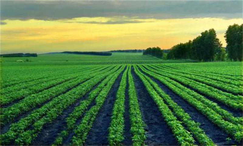 植物乳酸菌：推动生态农业发展的关键角色